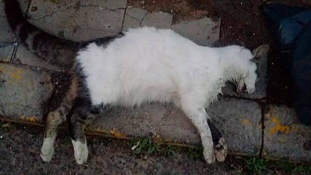Envenenamiento masivo de gatos en Tunte