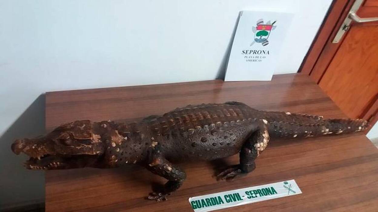 Hallan en la calle un Cocodrilo Enano Africano disecado