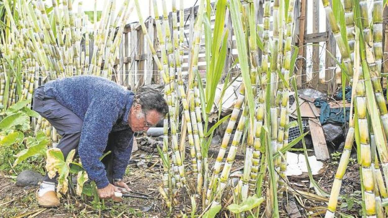 Una caña dulce ‘made in’ Jinámar