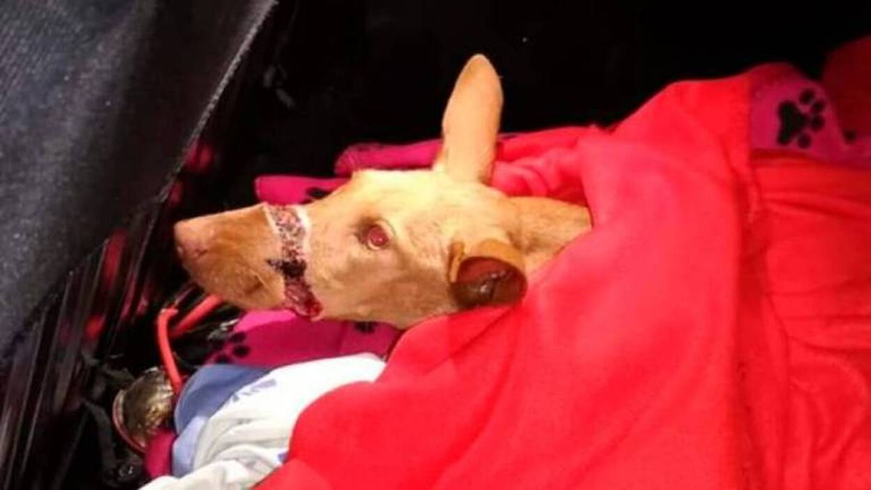 Pacma denuncia dos casos de maltrato animal en Tenerife