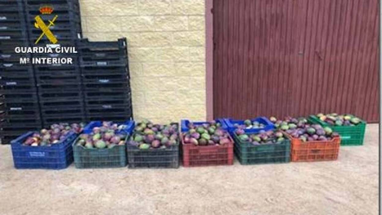 Detenidos por robar 400 kilos de mangos en La Laguna