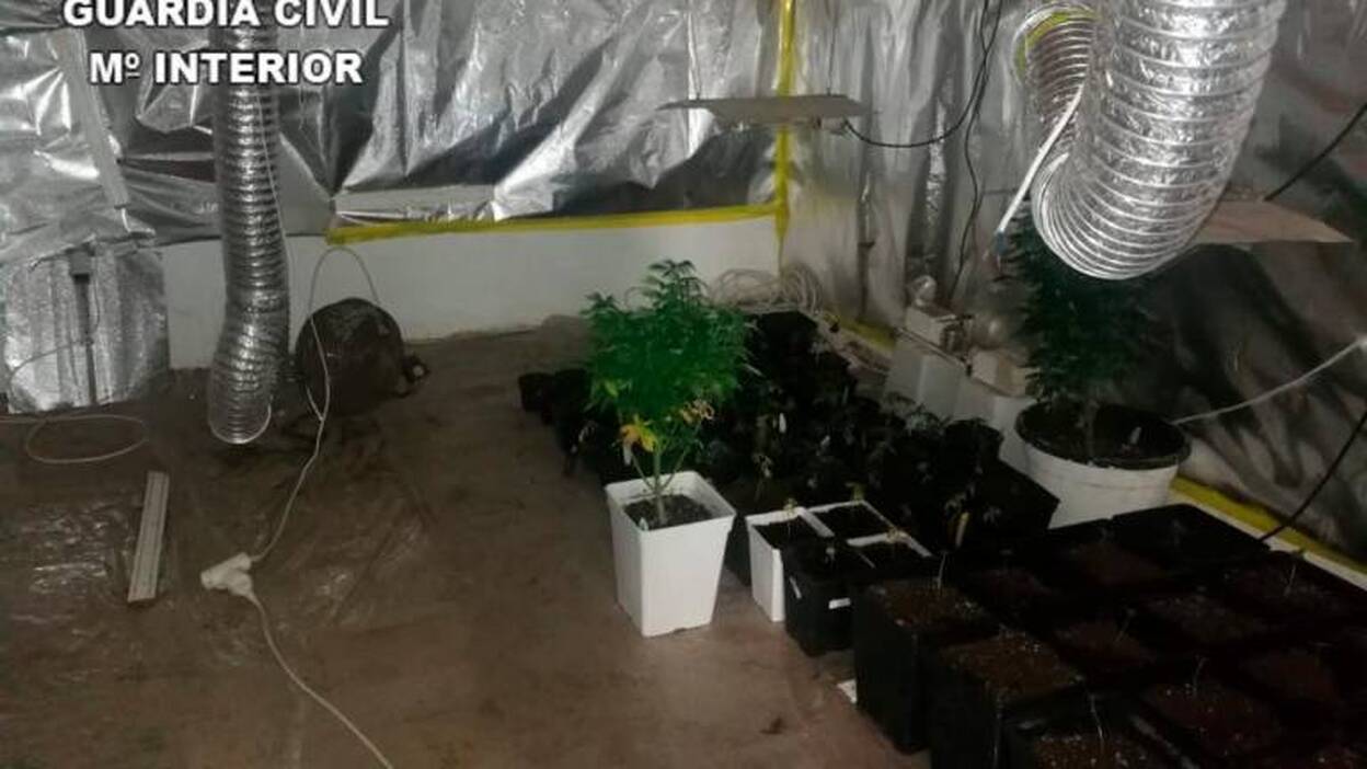 Incautada una plantación de marihuana en Gran Canaria
