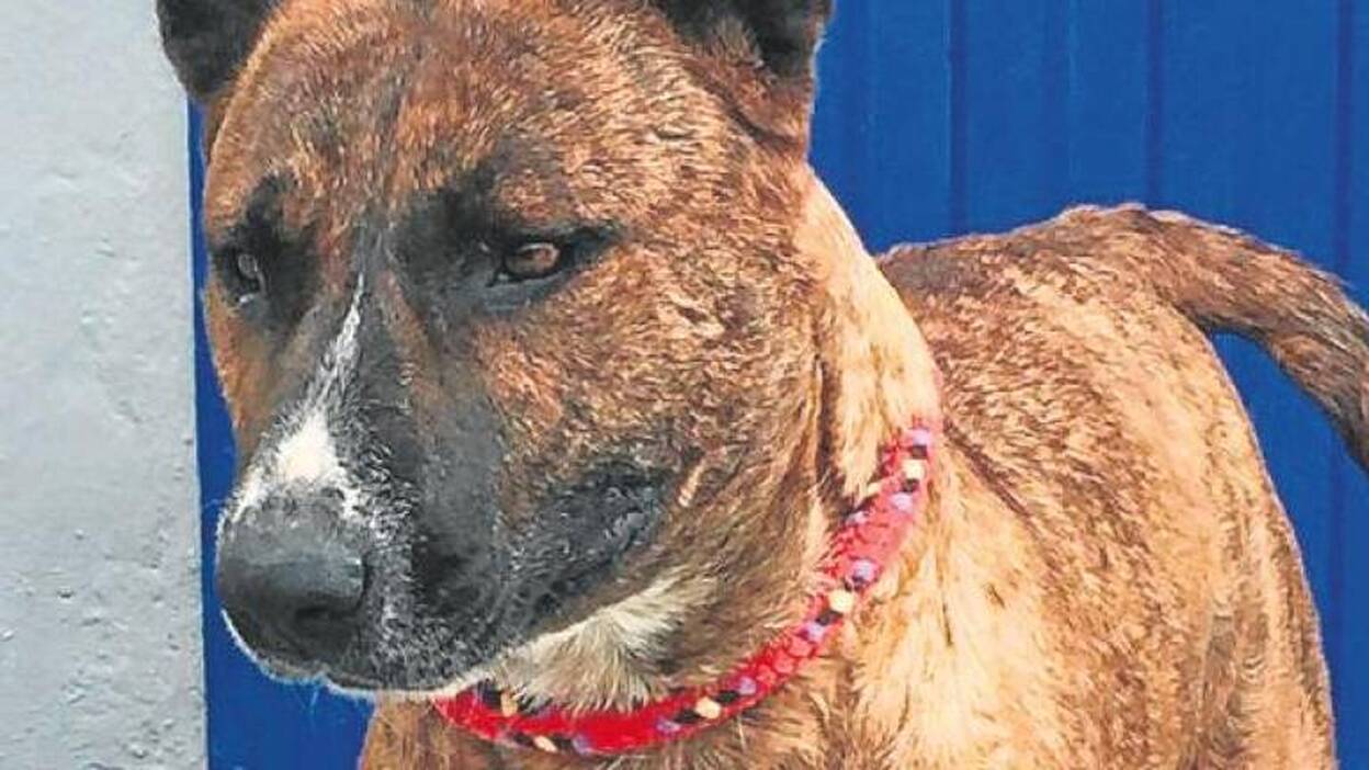 El Ayuntamiento de Pájara busca nuevo dueño para ‘Shakira’