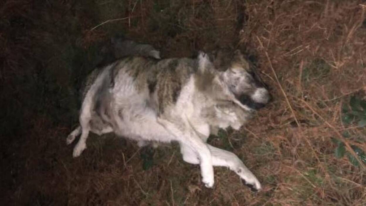 Ofrecen 1.000 euros de recompensa informar sobre quien ató y tiroteó a una perra en Baiona