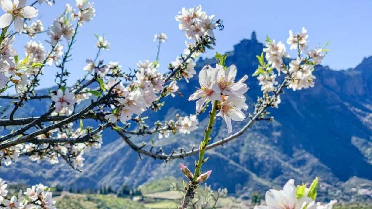 El almendro viste Gran Canaria de blanco y rosa