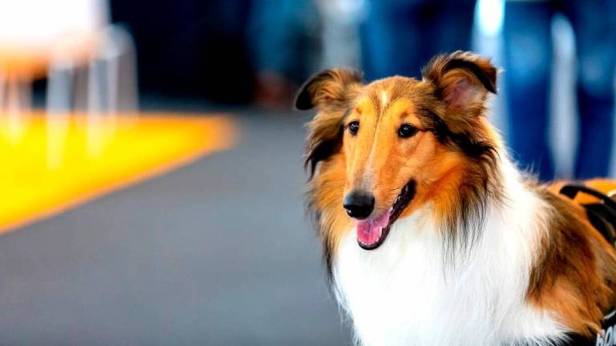 La feria Animundo vuelve a Infecar con el doble de espacio el 26 y 27 de enero