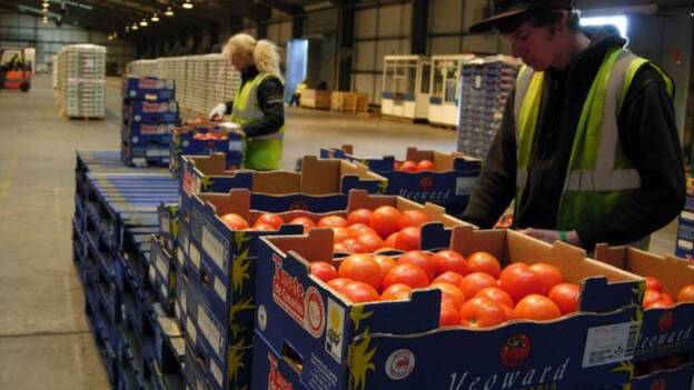 El 30% del tomate, obligado a salir a Europa en camiones