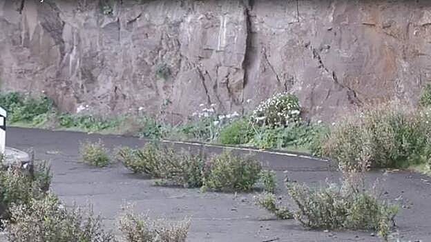 Un tramo de la GC-200 se convierte en un tapiz verde