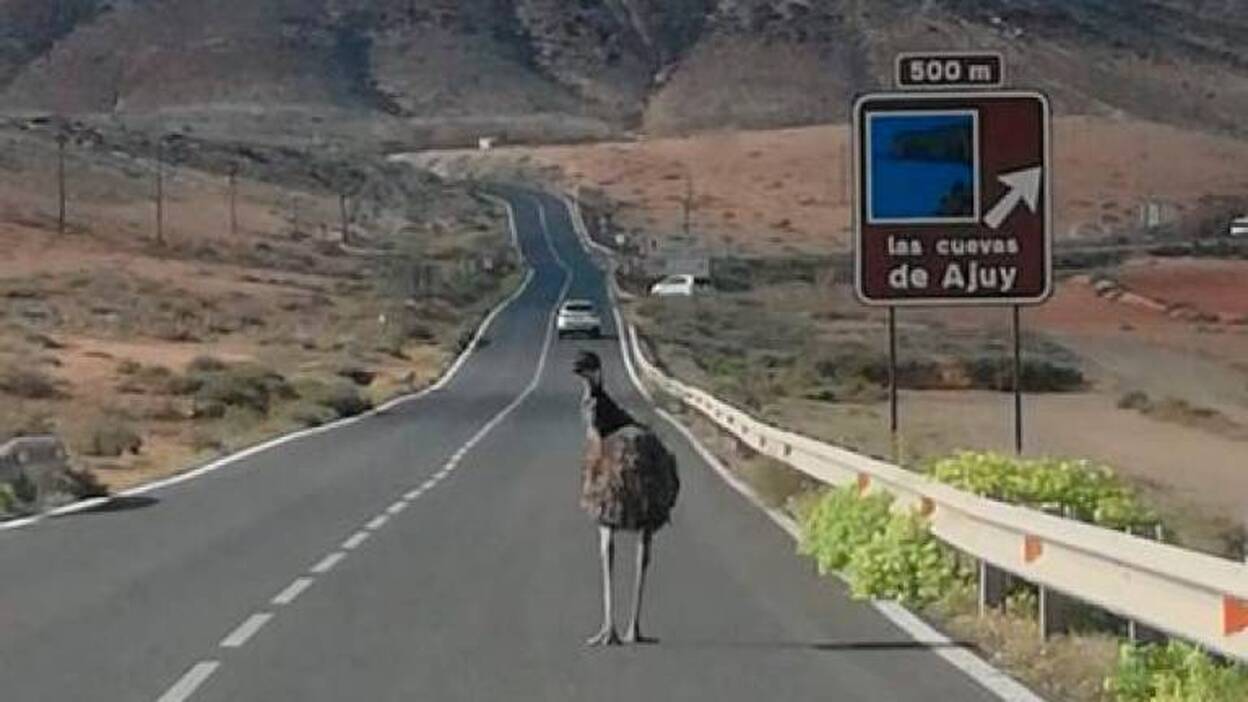 Un emú suelto en Pájara