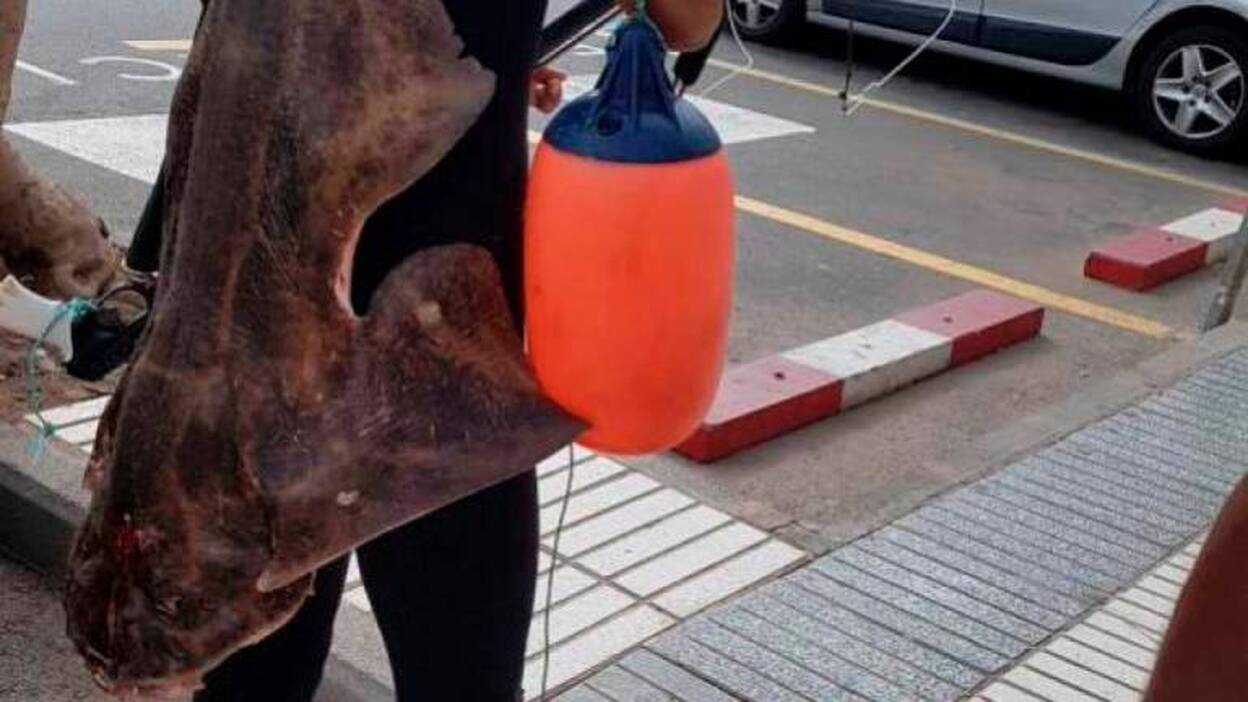 A disposición del juez por pescar un tiburón angelote en Mogán