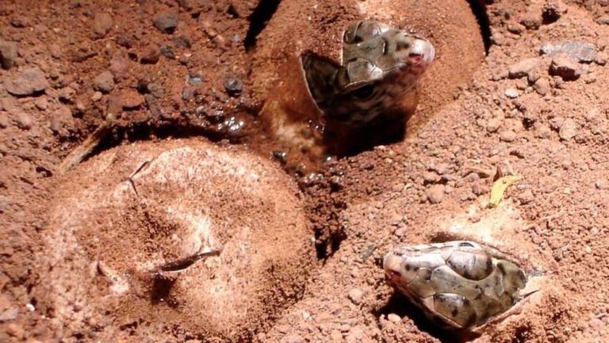 Registran 360 ejemplares de 'Lagarto Gigante'