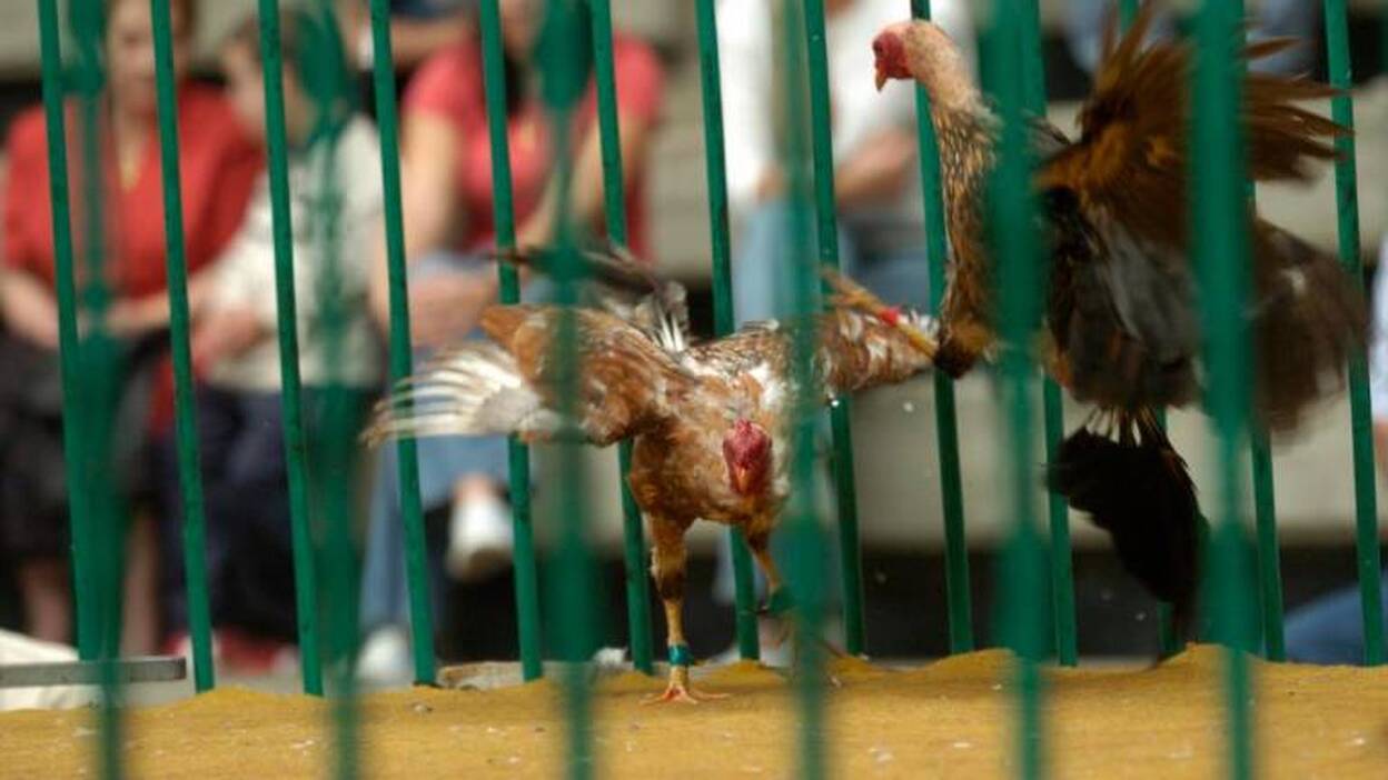 El miedo electoral deja en el aire la  prohibición de las peleas de gallos