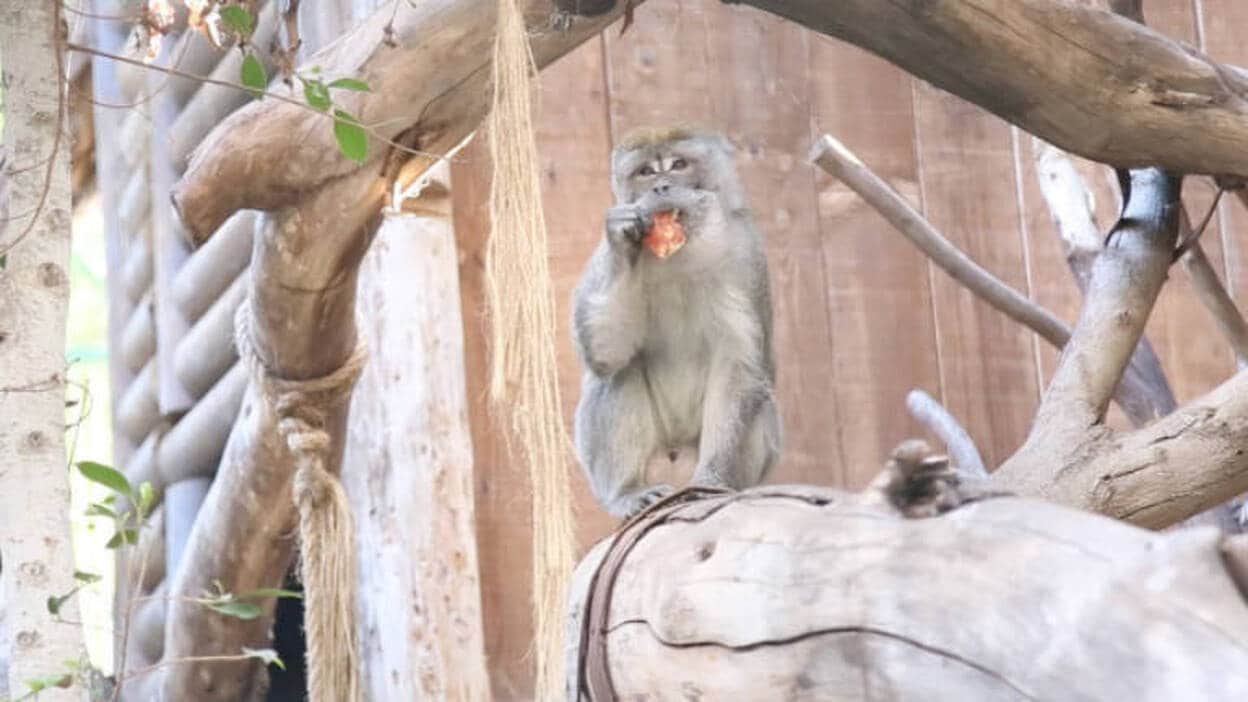 Oasis Park rescata a una decena de primates