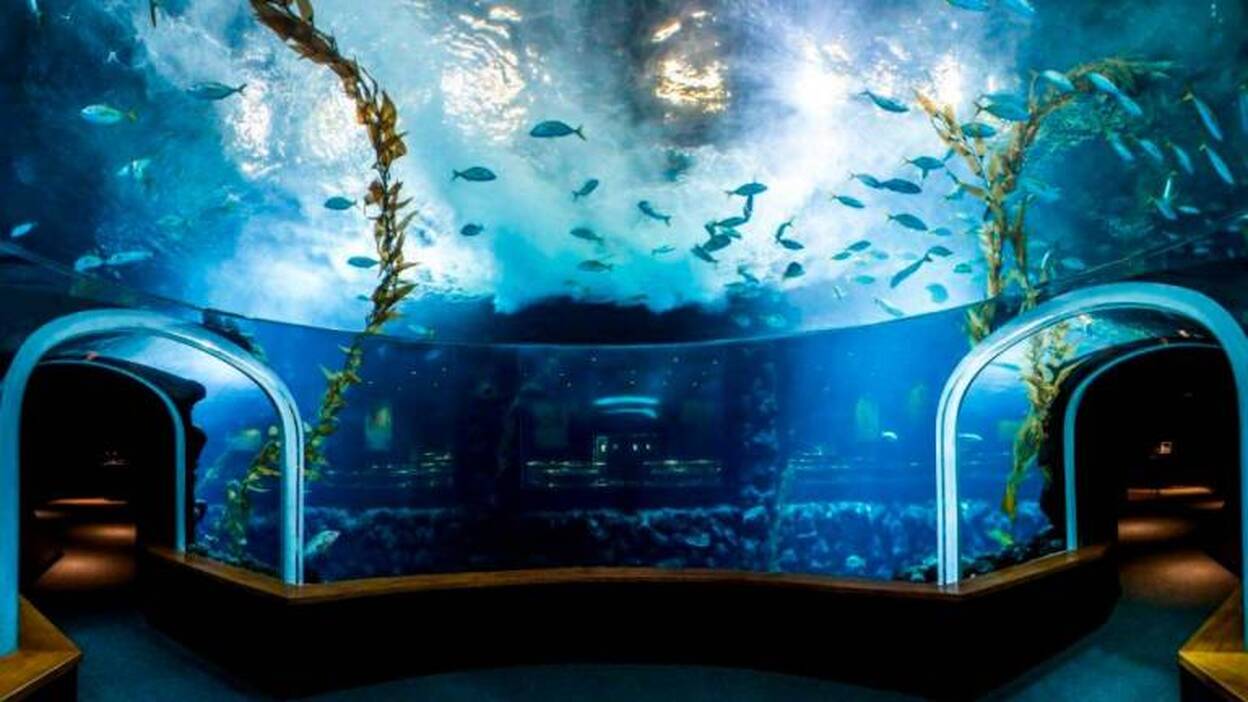 Acuario Poema del Mar, Una ventana para vivir el mundo marino