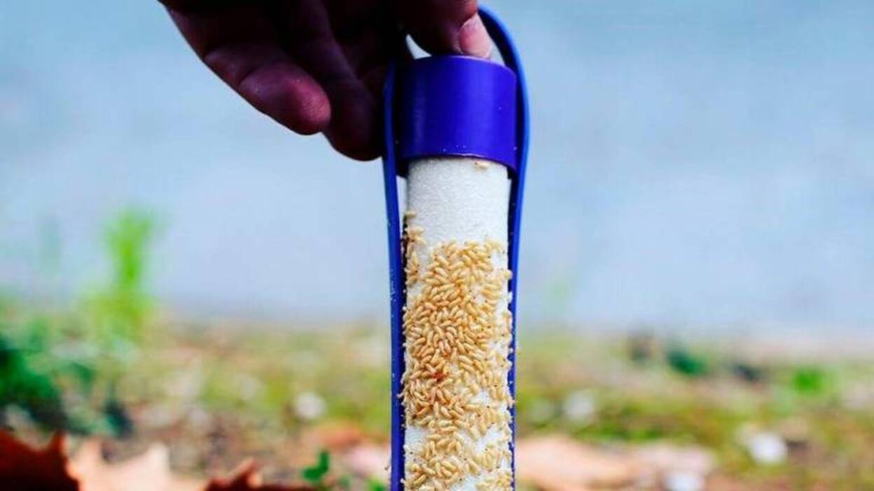 La plaga de termitas de Tenerife tardará entre dos y tres años en erradicarse