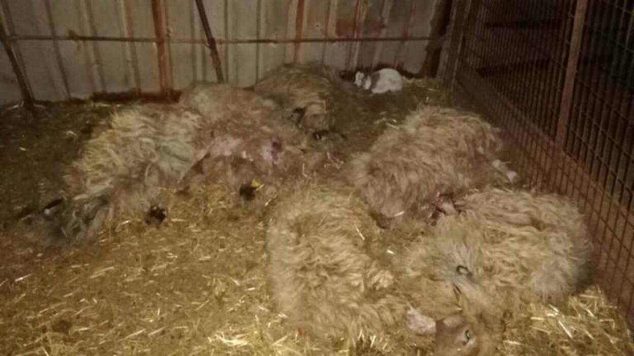 Tres perros matan a 20 animales de una explotación ganadera