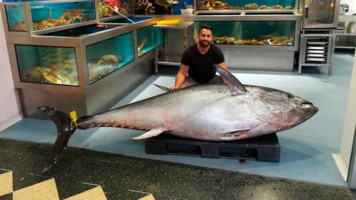 Primeros ejemplares de la zafra del atún en Mogán