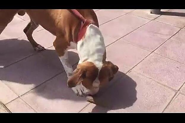 Ya tiene hogar tras ser golpeado y abandonado en la basura