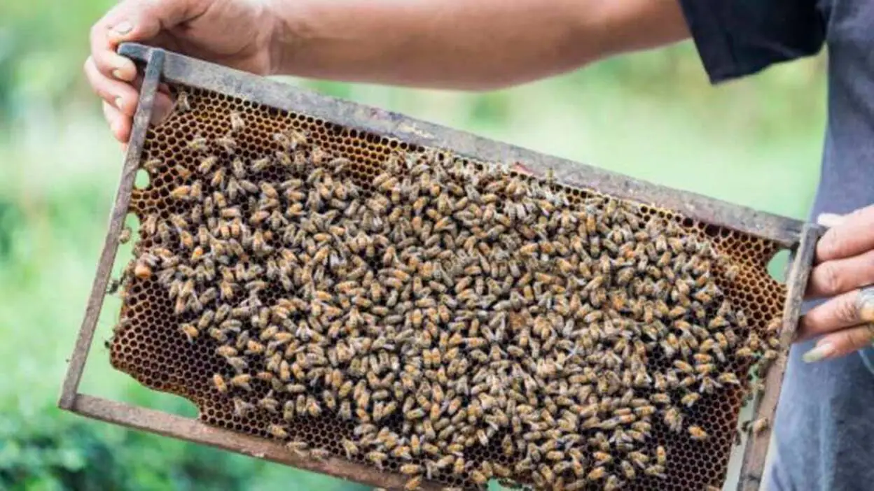 Las abejas canarias, batiendo récords