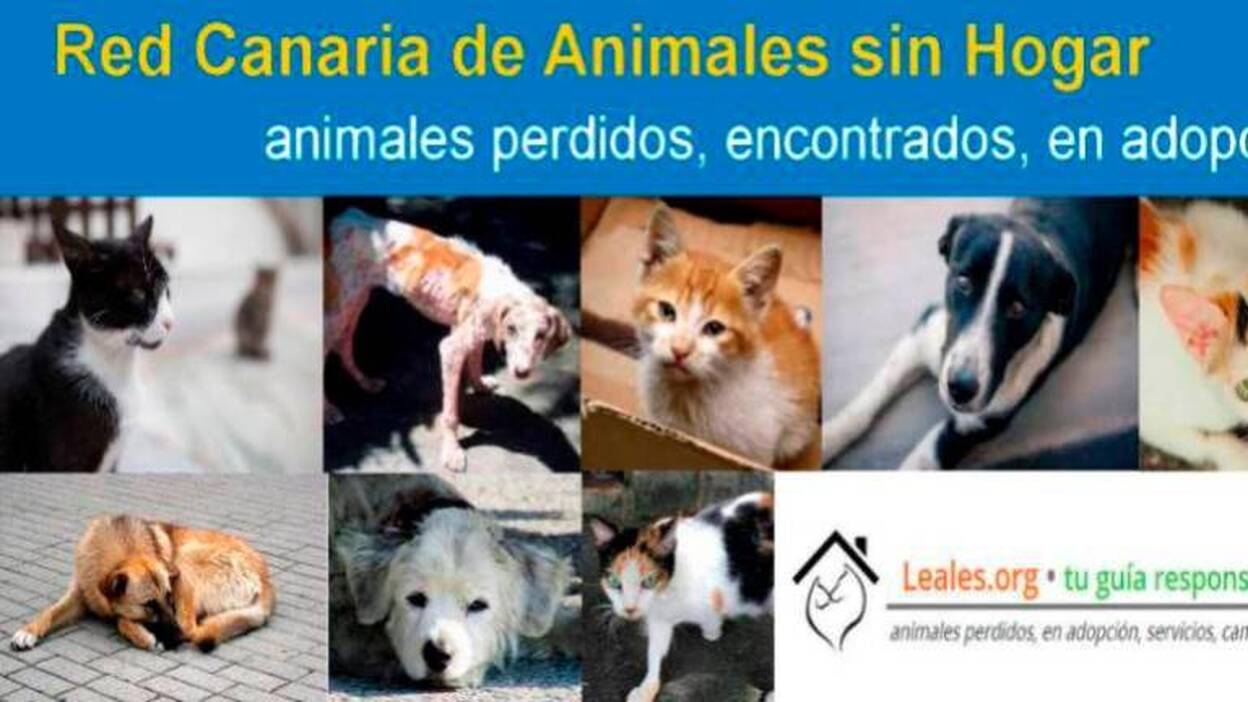 El Ayuntamiento se adhiere a la Red Canaria de Animales sin Hogar