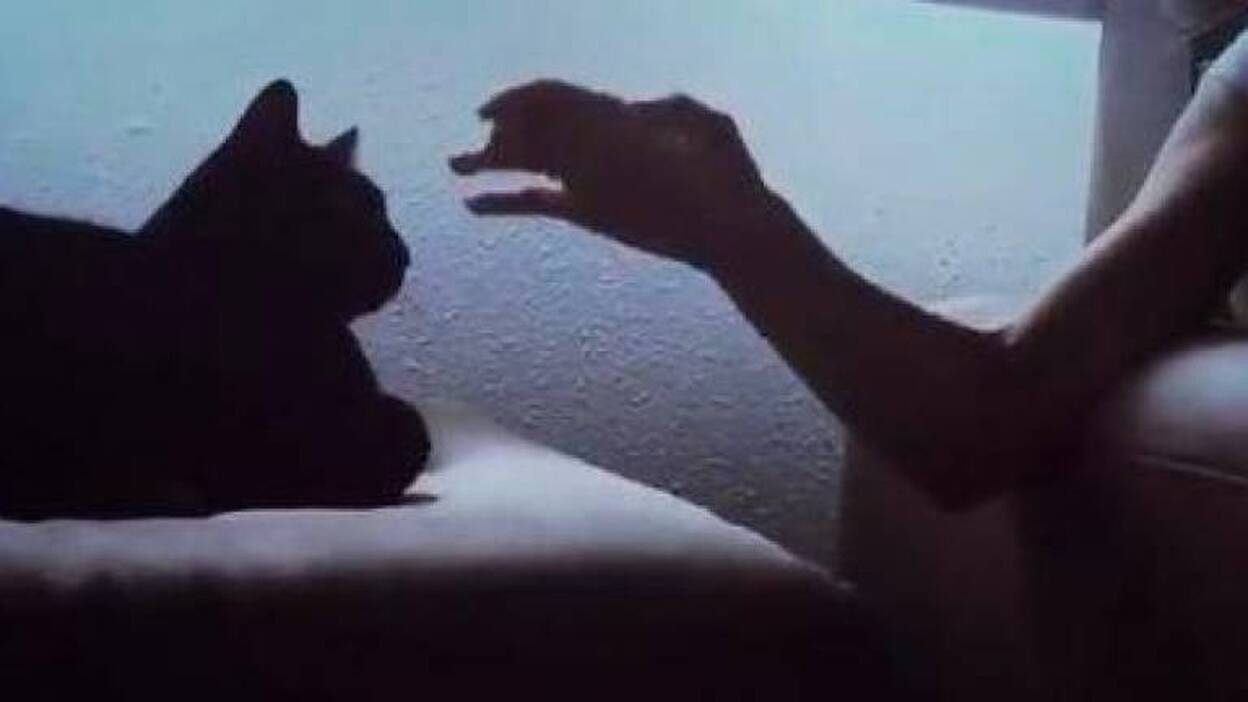 Mimo, el gato que entiende a su dueña con Párkinson