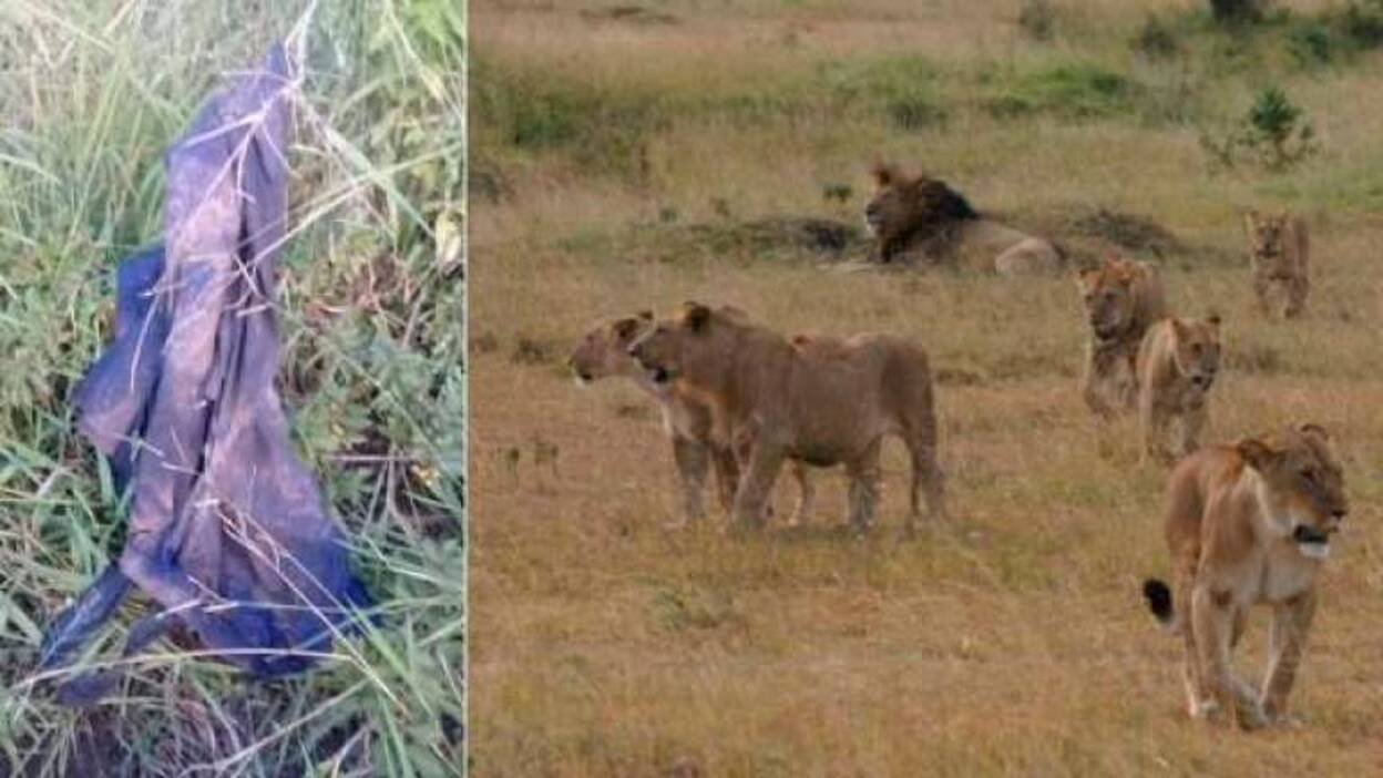 Un elefante mata a un cazador que los leones devoran