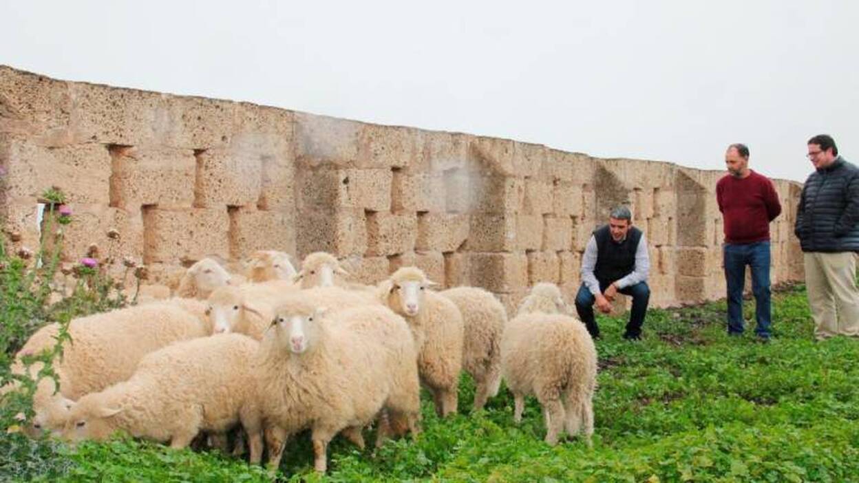 El Gobierno de Canarias adquiere 18 ovejas palmeras, en grave peligro de extinción