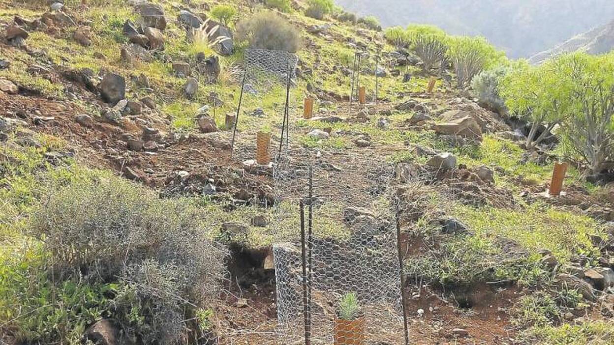 El Cabildo triplica el éxito en las reforestaciones de suelos áridos