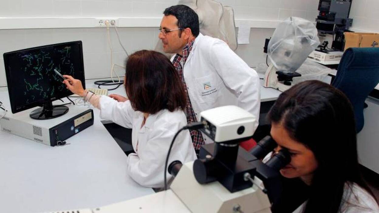 La competencia sexual puede influir en la calidad del esperma