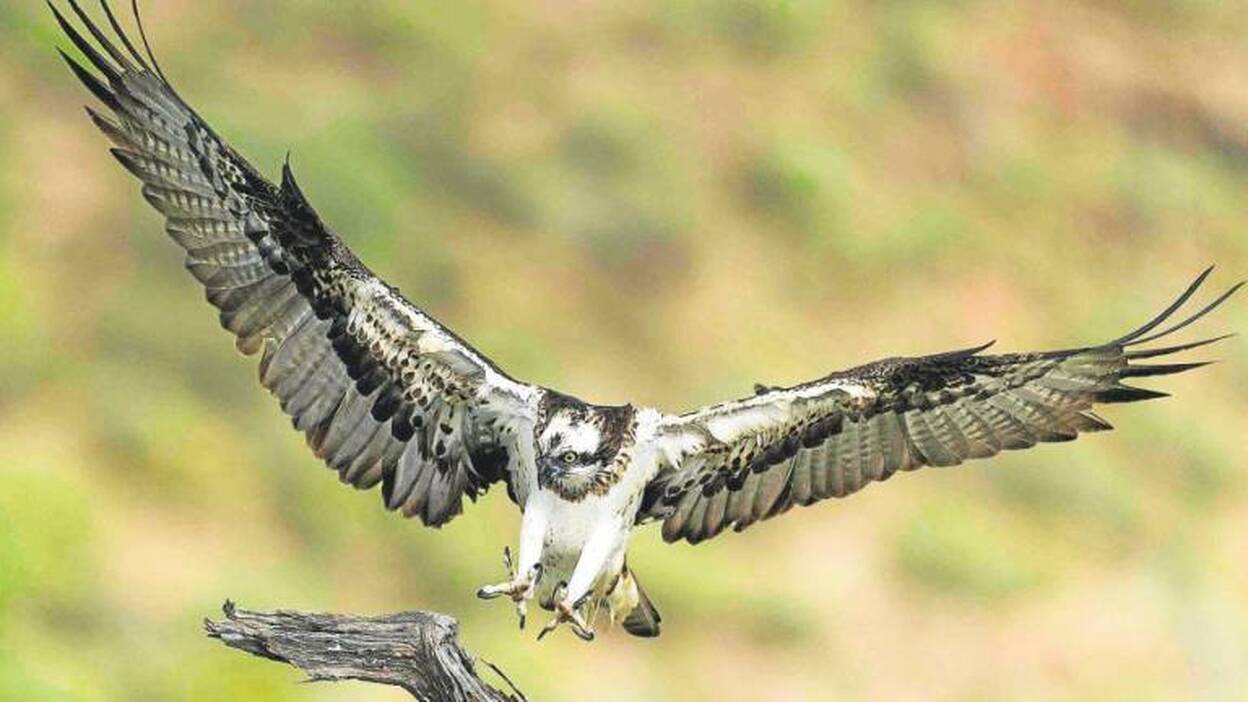 El Gobierno propone declarar al ‘guincho’ en peligro de extinción