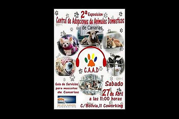 Abierta la exposición de animales abandonados