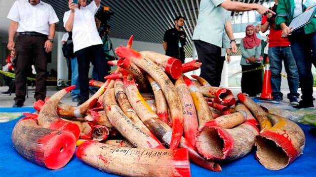 Malasia destruye casi cuatro toneladas de marfil incautado