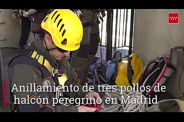 Anillamiento de tres pollos de halcón peregrino en Madrid