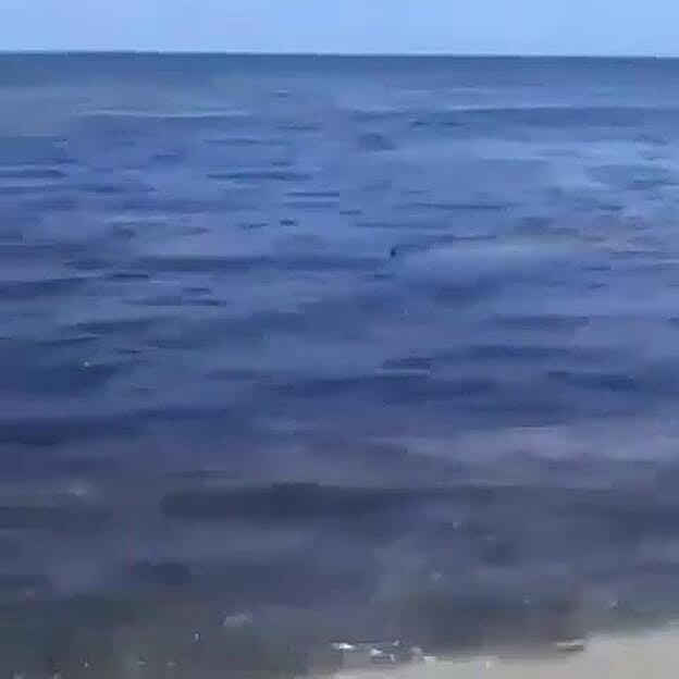 Un perro se salva de morir devorado por un tiburón