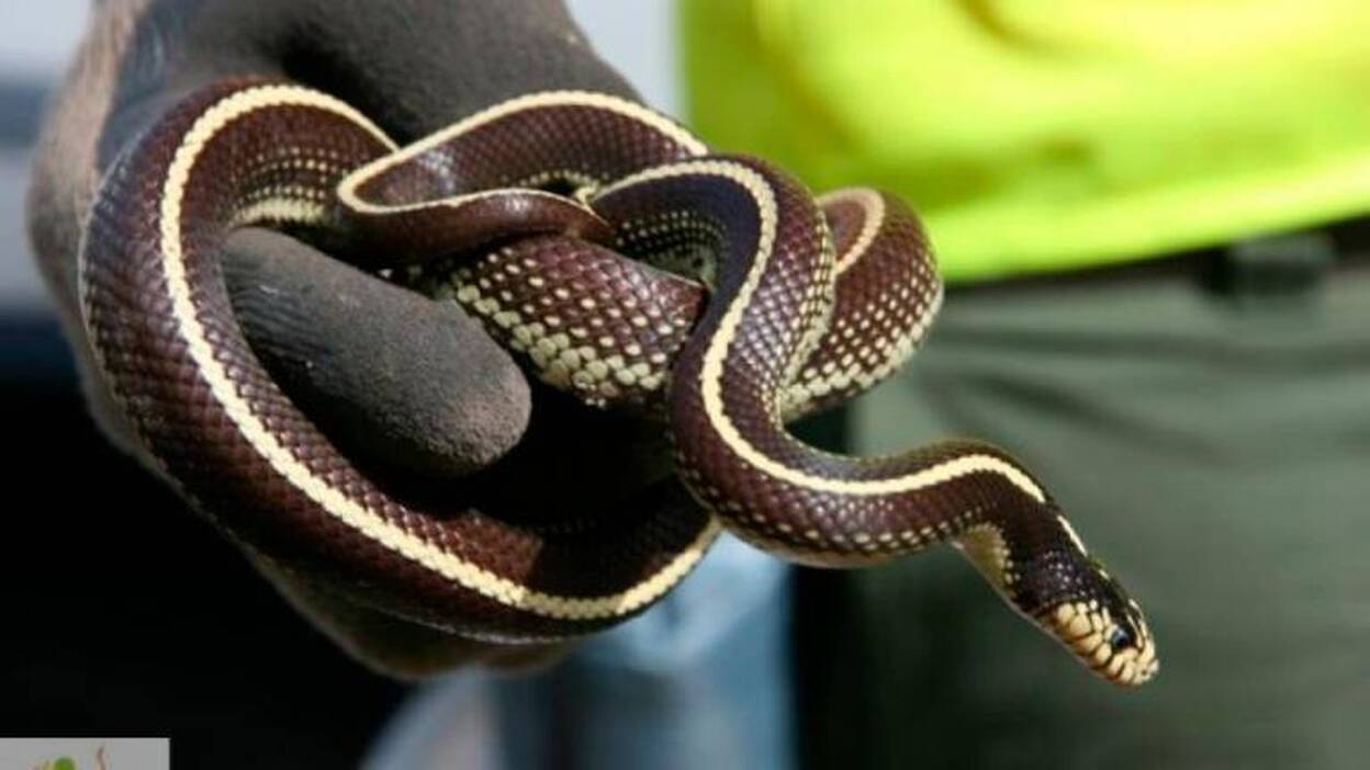Decomisan una serpiente de California cuyo dueño no sabía qué hacer con ella