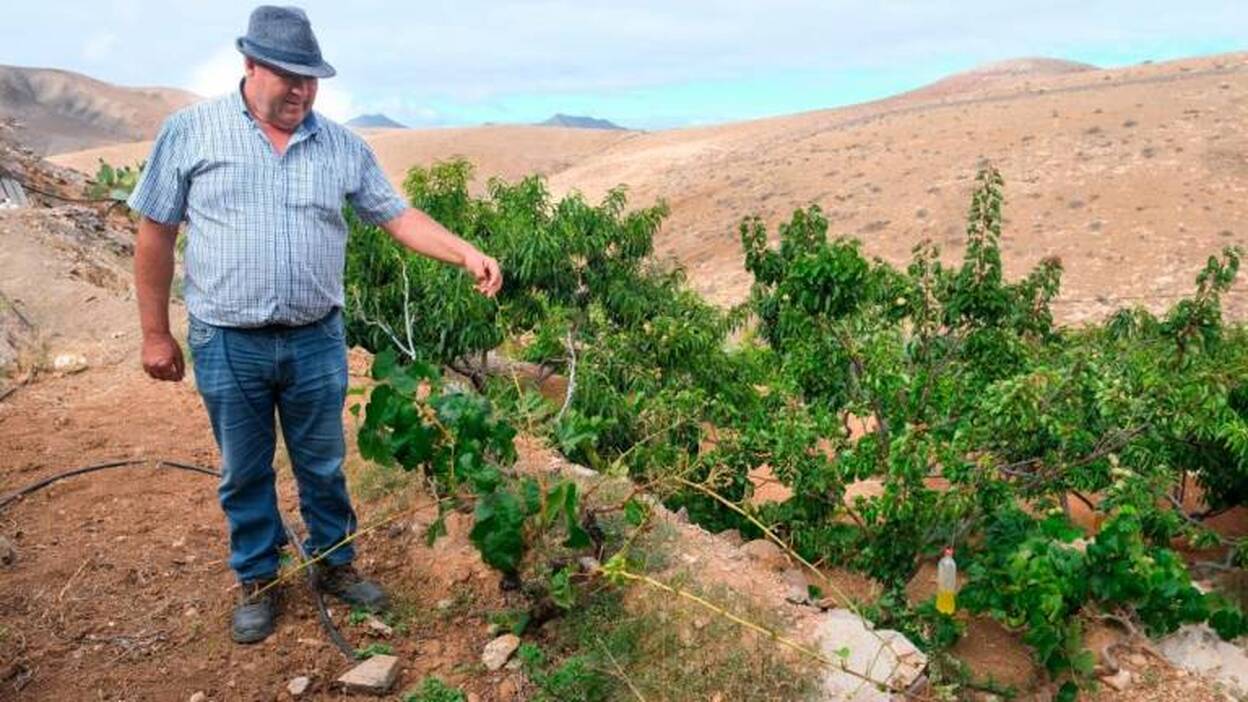 Sin frutales por las cabras sueltas