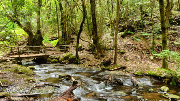 El bosque de laurisilva, predominante en el Parque Nacional de Garajonay, en la isla de La Gomera.