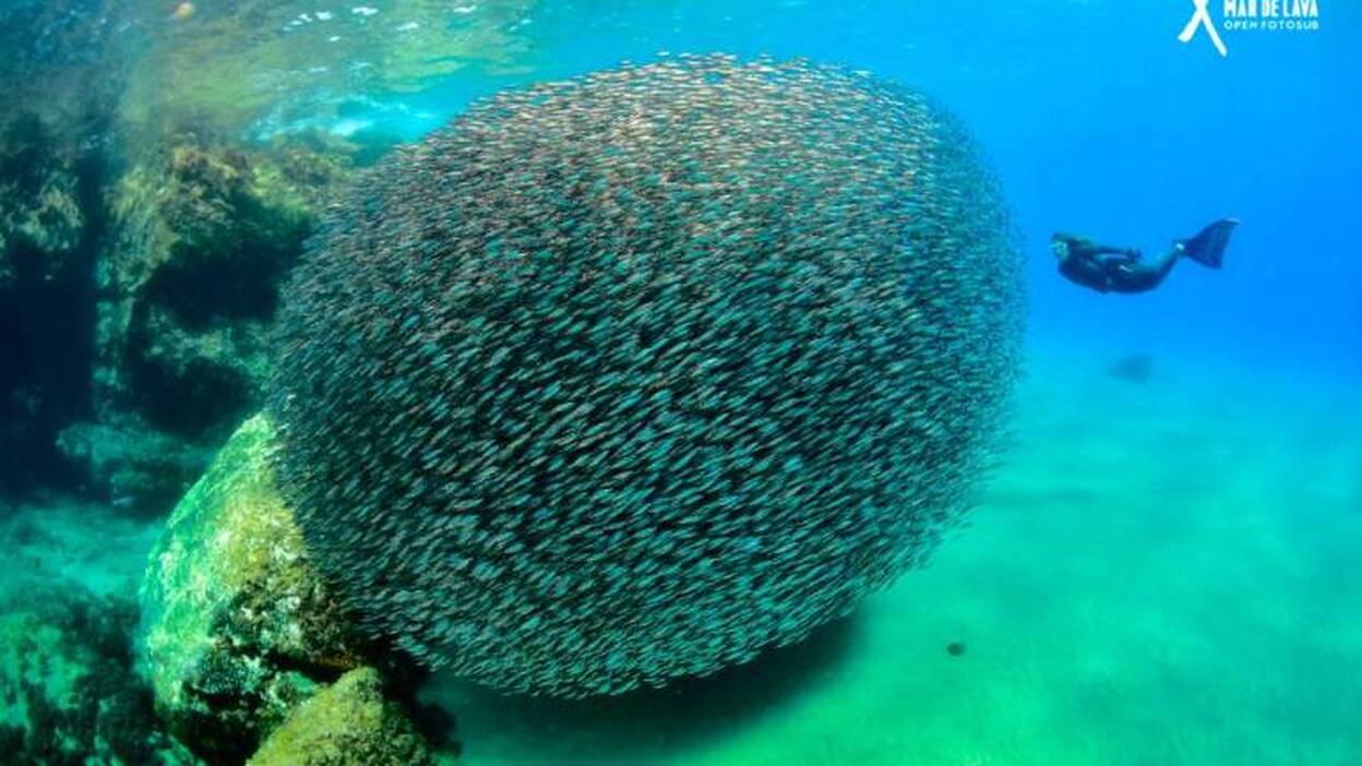 Yeray Delgado y Abigail Martín ganan el Fotosub  Mar de Lava