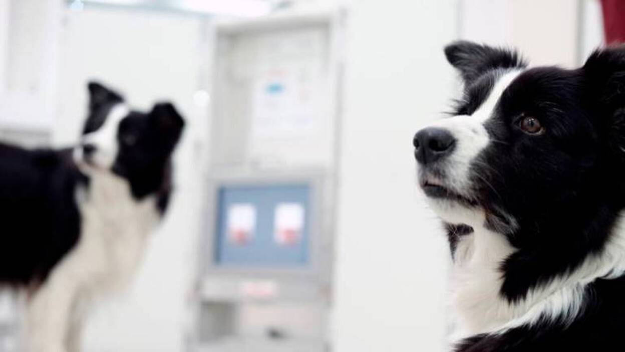 ¿Tienen moral los animales?