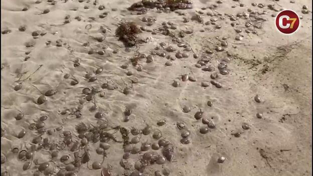 Invasión de aguavivas en la playa de Famara