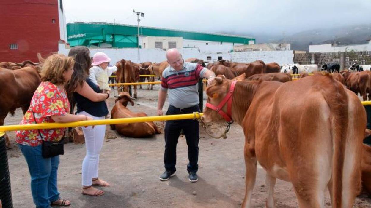 El mejor ganado desfila ante Santiago de los Caballeros de Gáldar