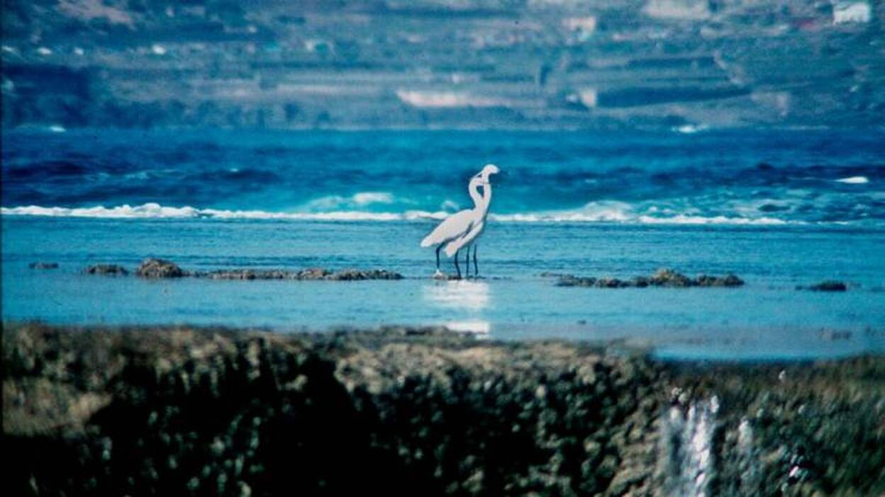 SEO/BirdLife propone 10 medidas al nuevo Gobierno ante pérdida biodiversidad