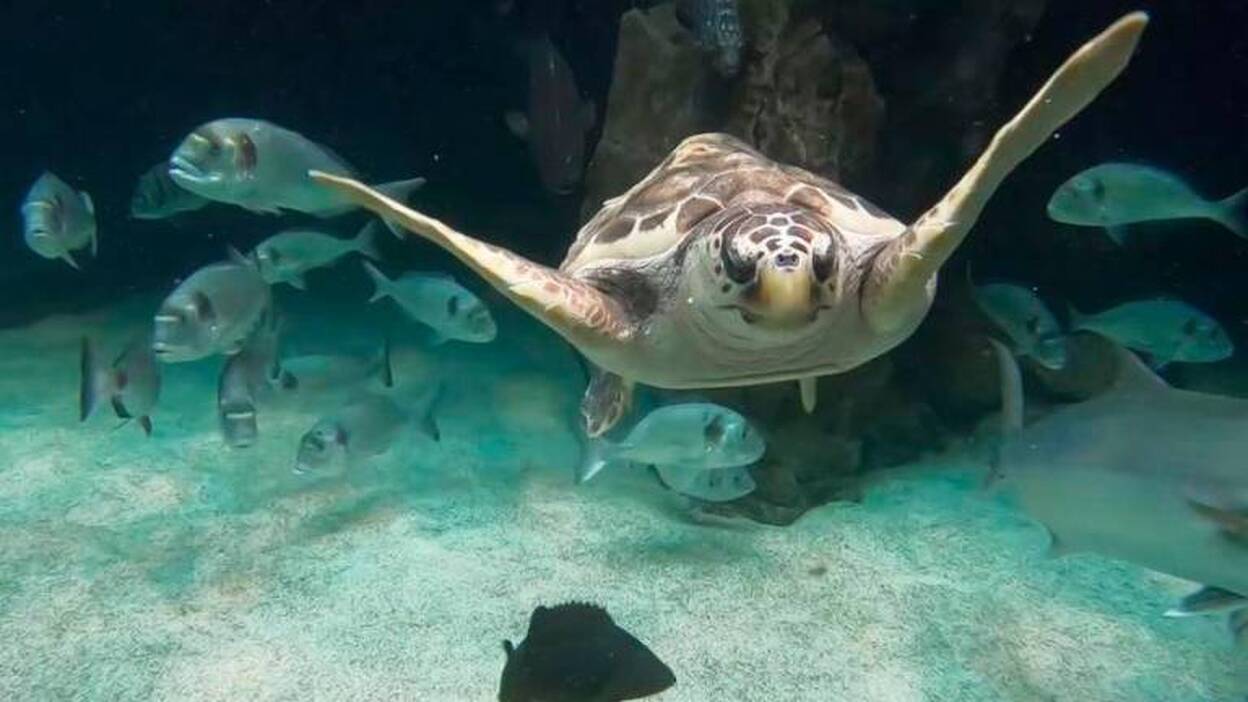 Una tortuga marina con una lesión irreversible encuentra un hogar en el acuario de Loro Parque
