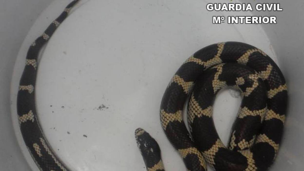 Localizan una culebra en la depuradora de Costa Calma