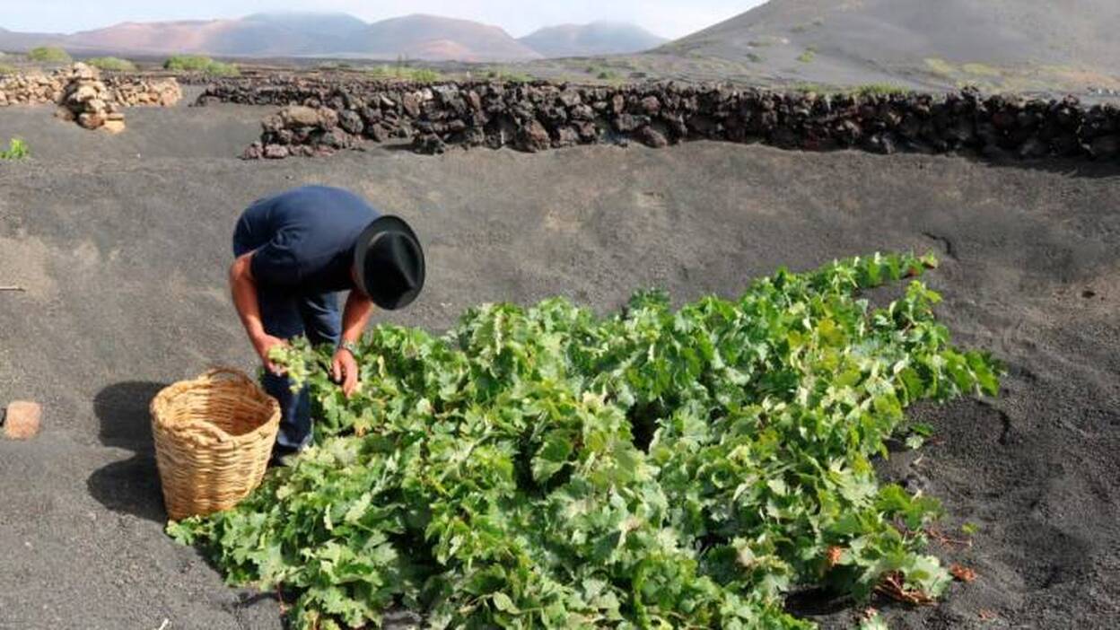 Bodegas Puro Rofe y El Grifo abren la vendimia