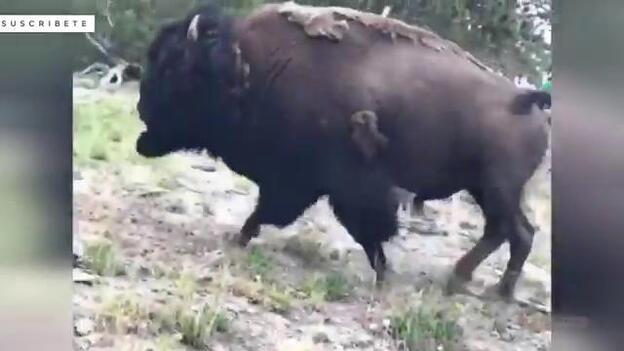 Un bisonte embiste a una niña en Yellowstone