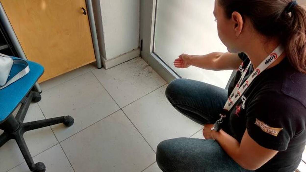 Salto del Negro sucumbe a la marabunta