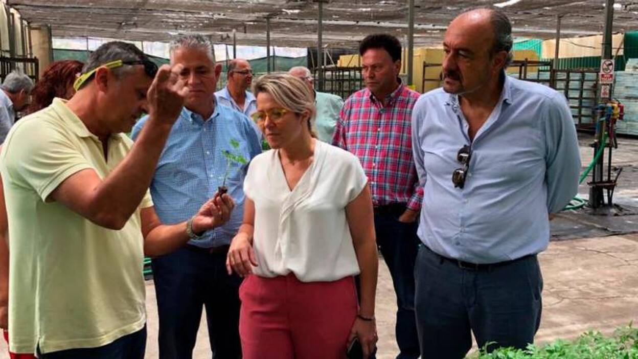 El Gobierno busca medidas para paliar el ‘brexit’ duro en el tomate