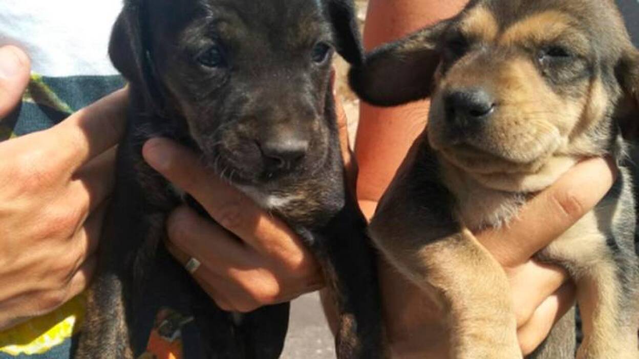 Rescatados dos cachorros en un contenedor en Telde
