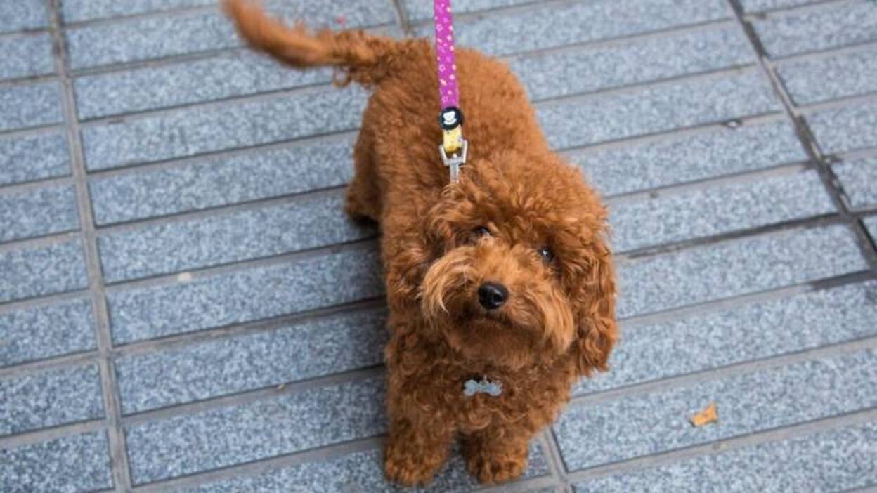 Cómo evitar golpes de calor en las mascotas